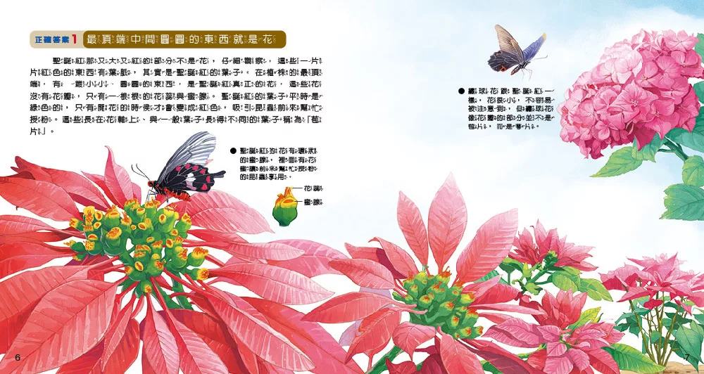 小牛頓 WOW原來是這樣：植物生長