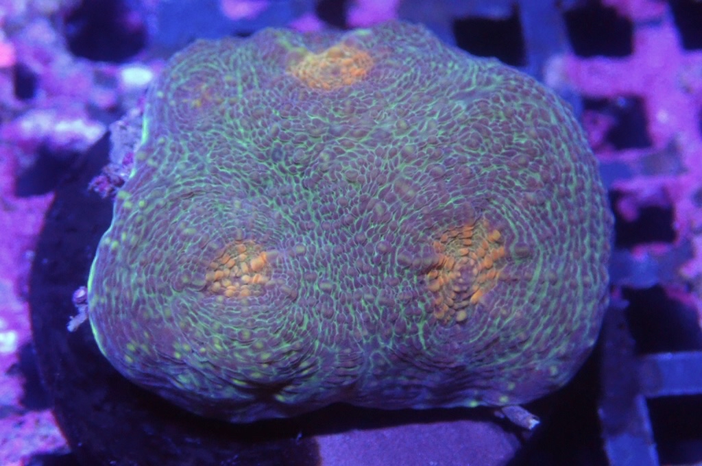 N14（開大約1.5吋）