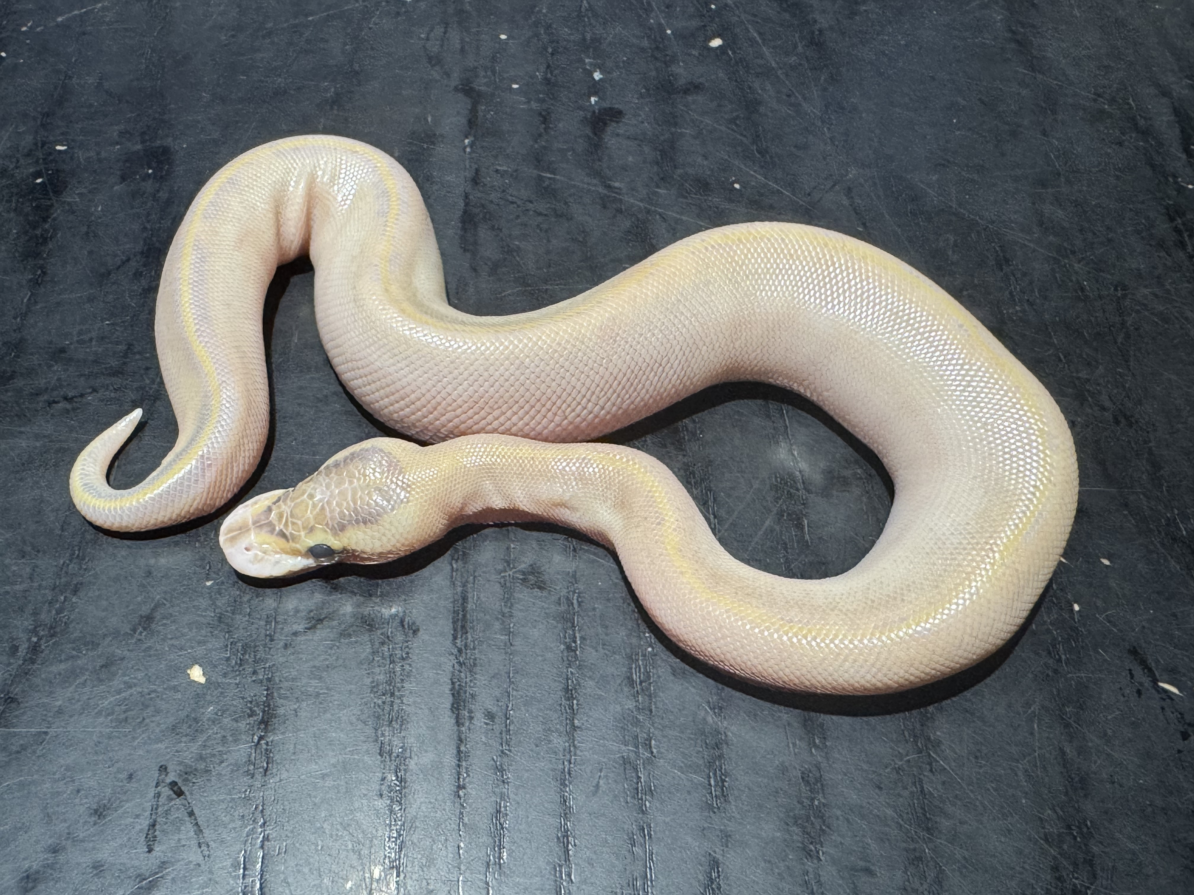 26 Ivory 1.0 不全品