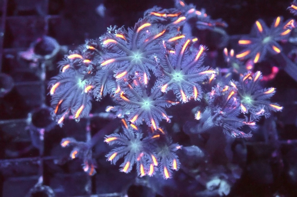 SF10 大手星花（開大約1.5吋）