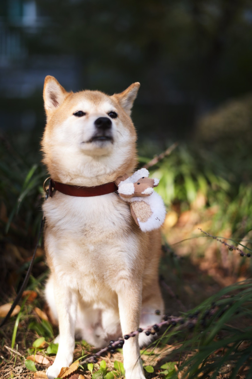 韓國 小松鼠🐿️ 頸圈掛飾