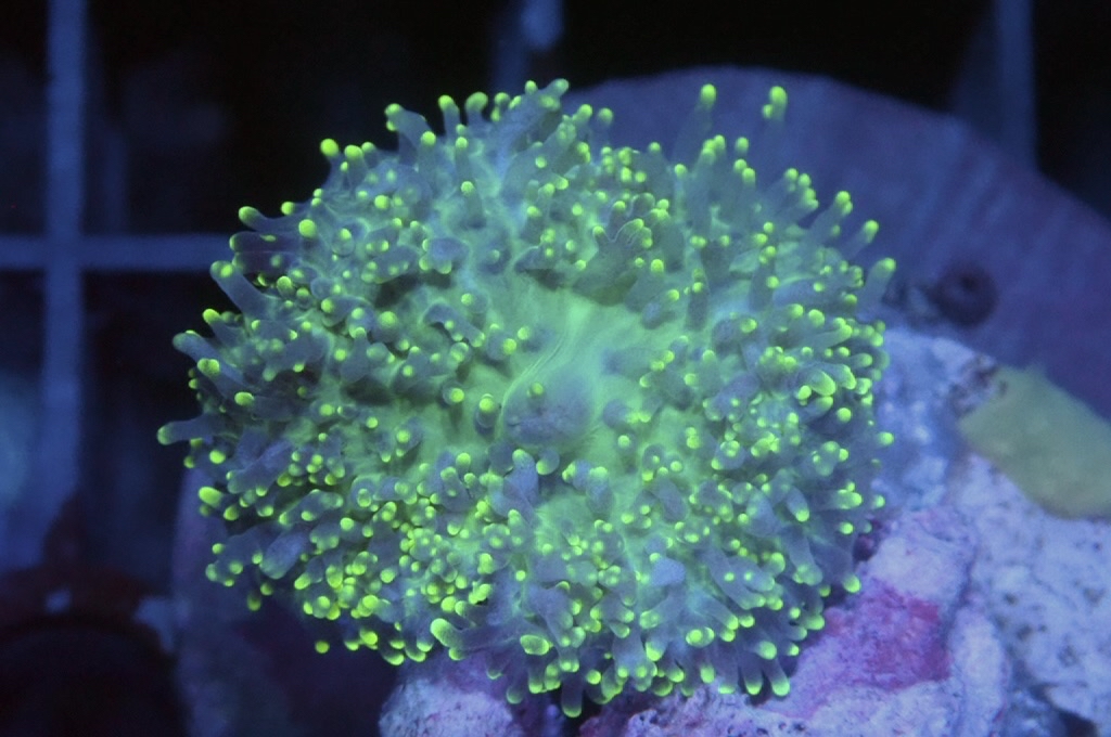 M6 螢光綠毛毛菇（frag座3.5cm)