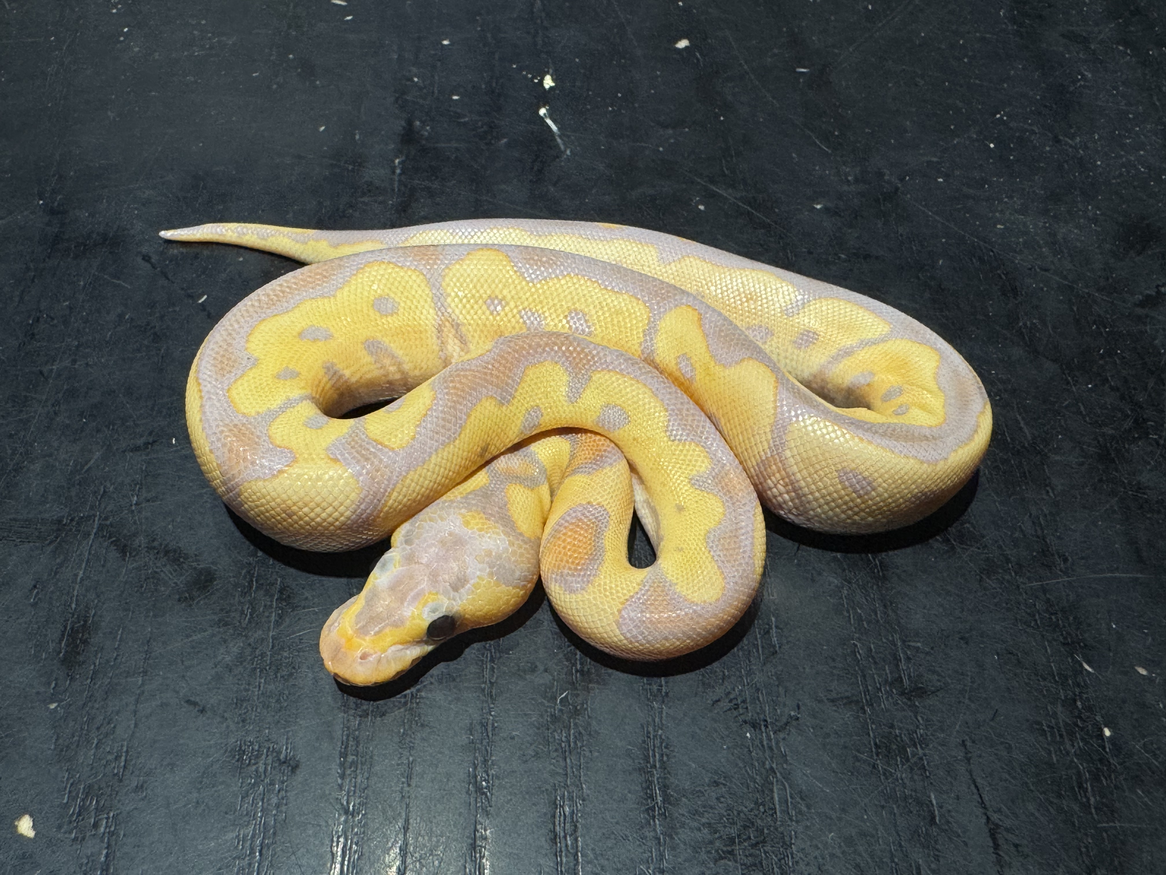 26 Banana Clown 1.0