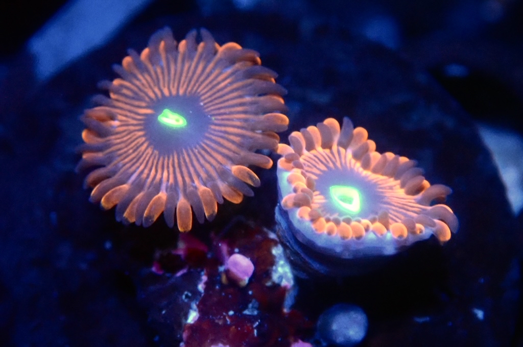 Z18 鈕扣（FRAG座2CM）