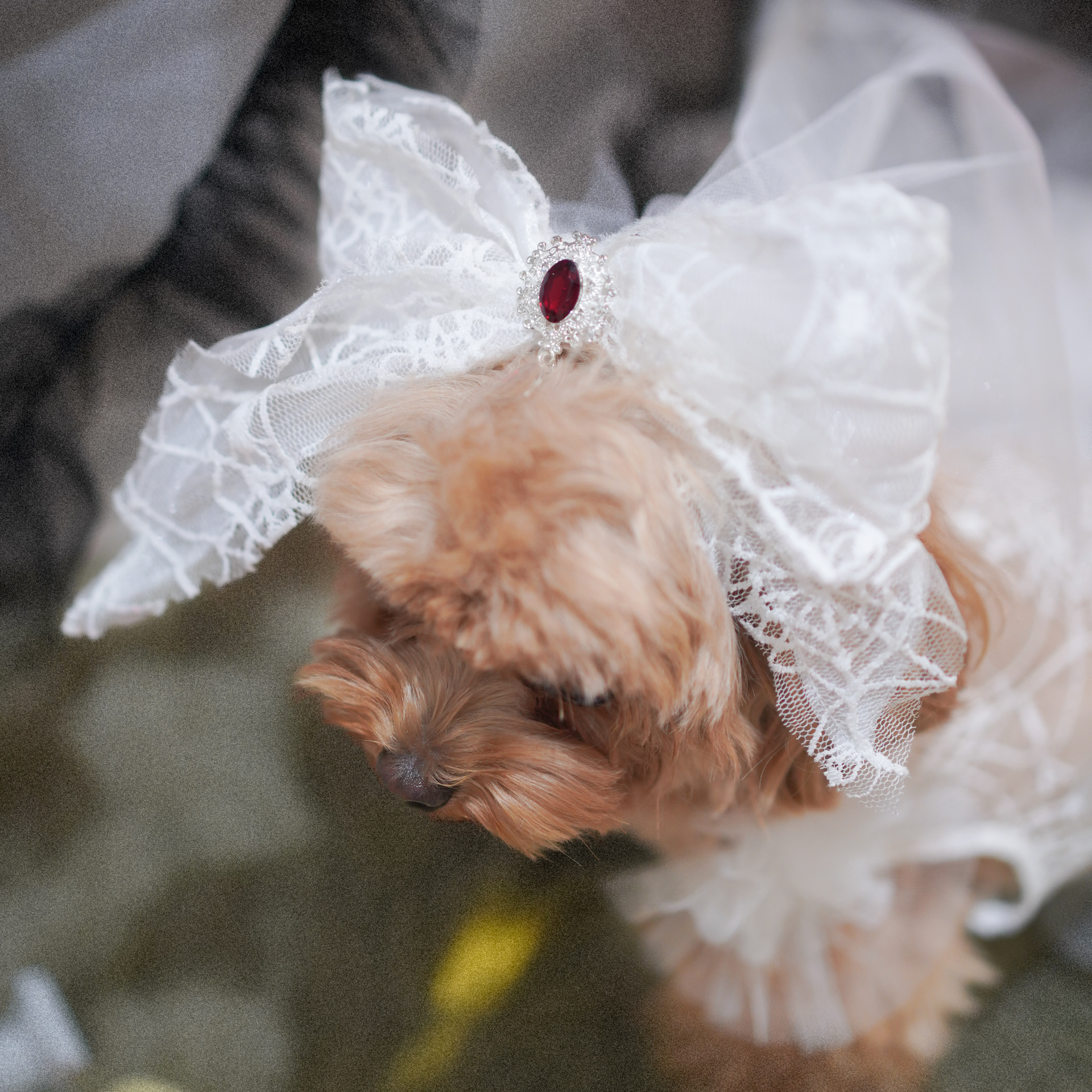 🎃Haunted Castle – Haunted Castle Bridal Veil