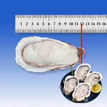 原漿半殼 A1213（12-13cm）【原箱購買 - 3箱 起】 (只可以熟食)