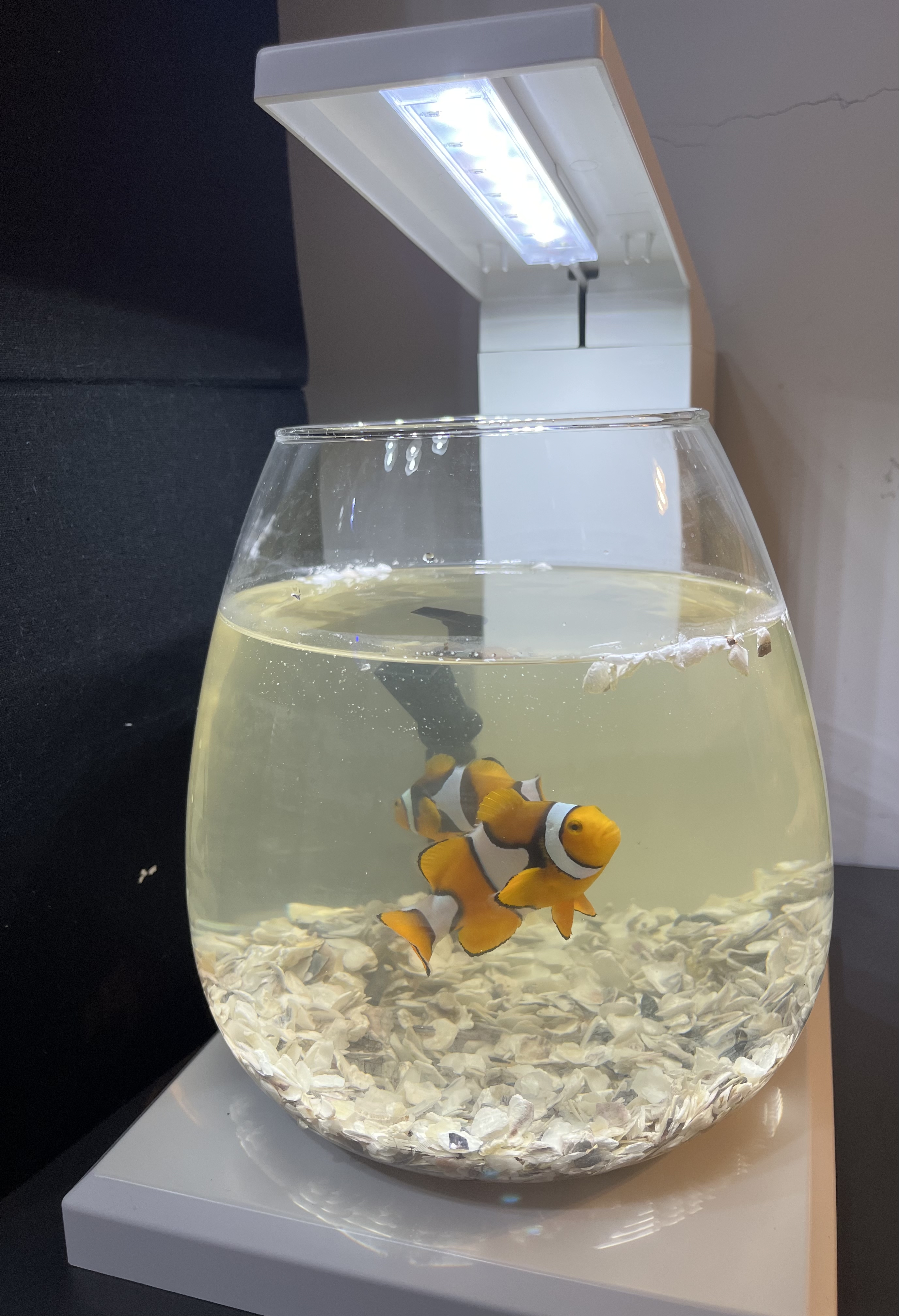 AQUA JAPAN 超白水晶玻璃方角魚缸30-60cm | JF蝦佬水族