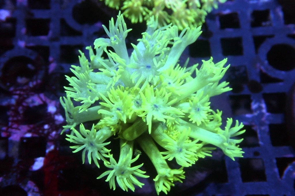 MG13 寶石花仔（Frag座3.5cm)