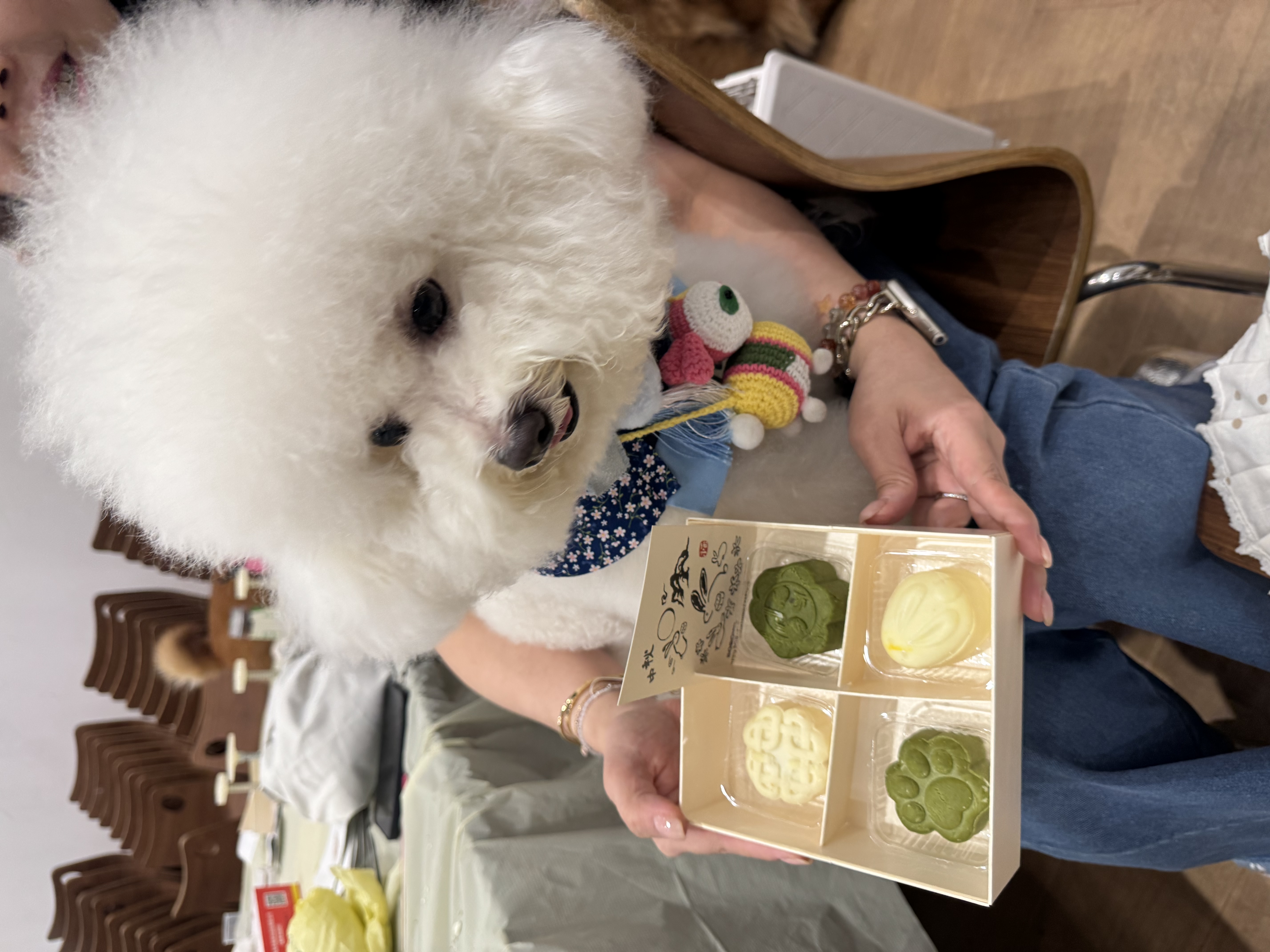 報名 🌕 Bobowl 寵物養生花膠月餅 Workshop 