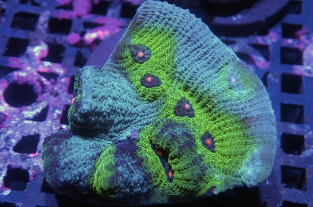 N12 (開大約1.5吋）