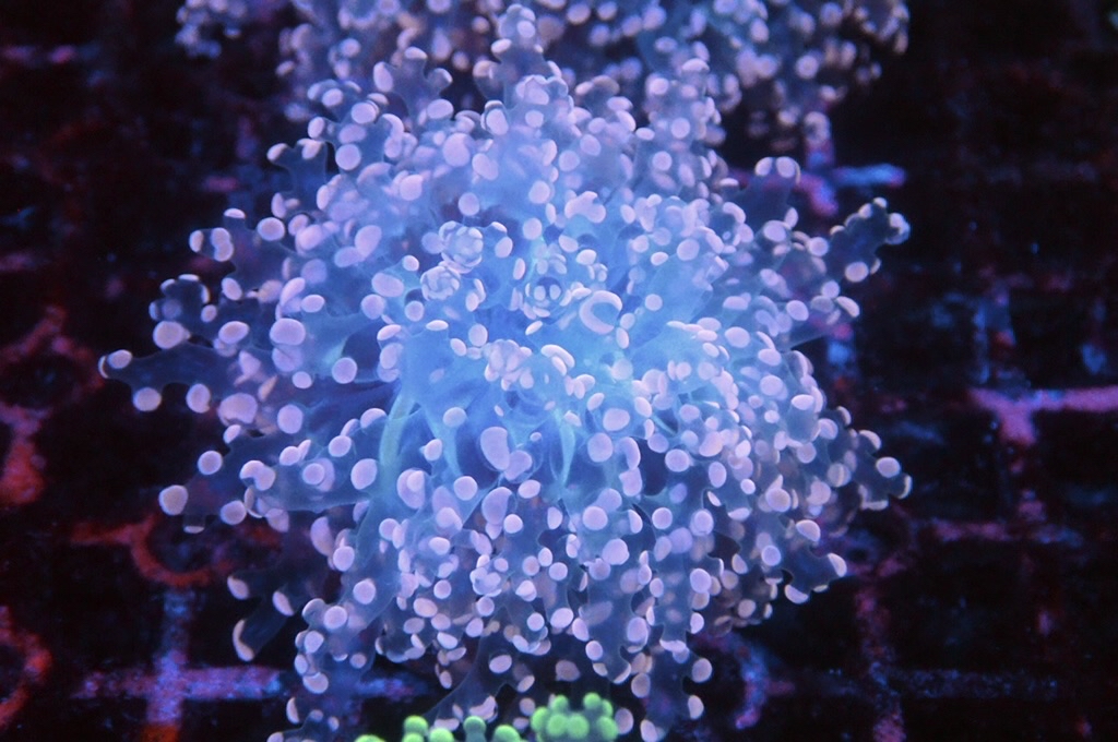 F5  啫喱（開大約2.5吋）