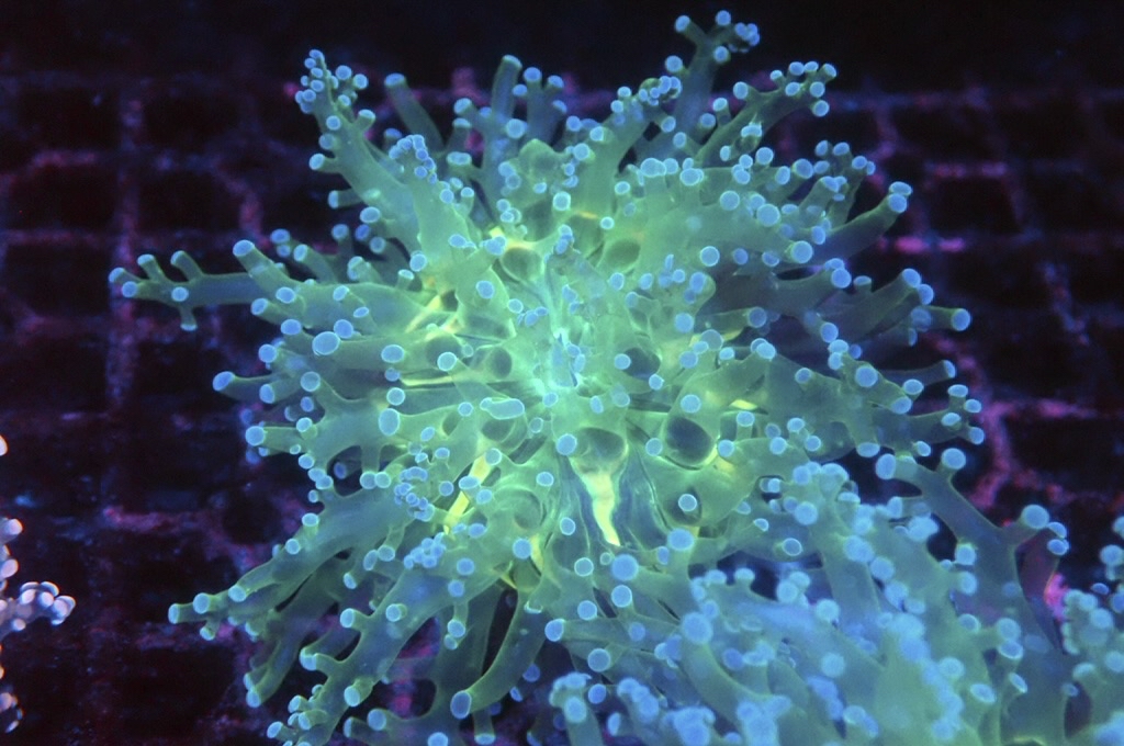 F12 啫喱（開大約2.5吋）