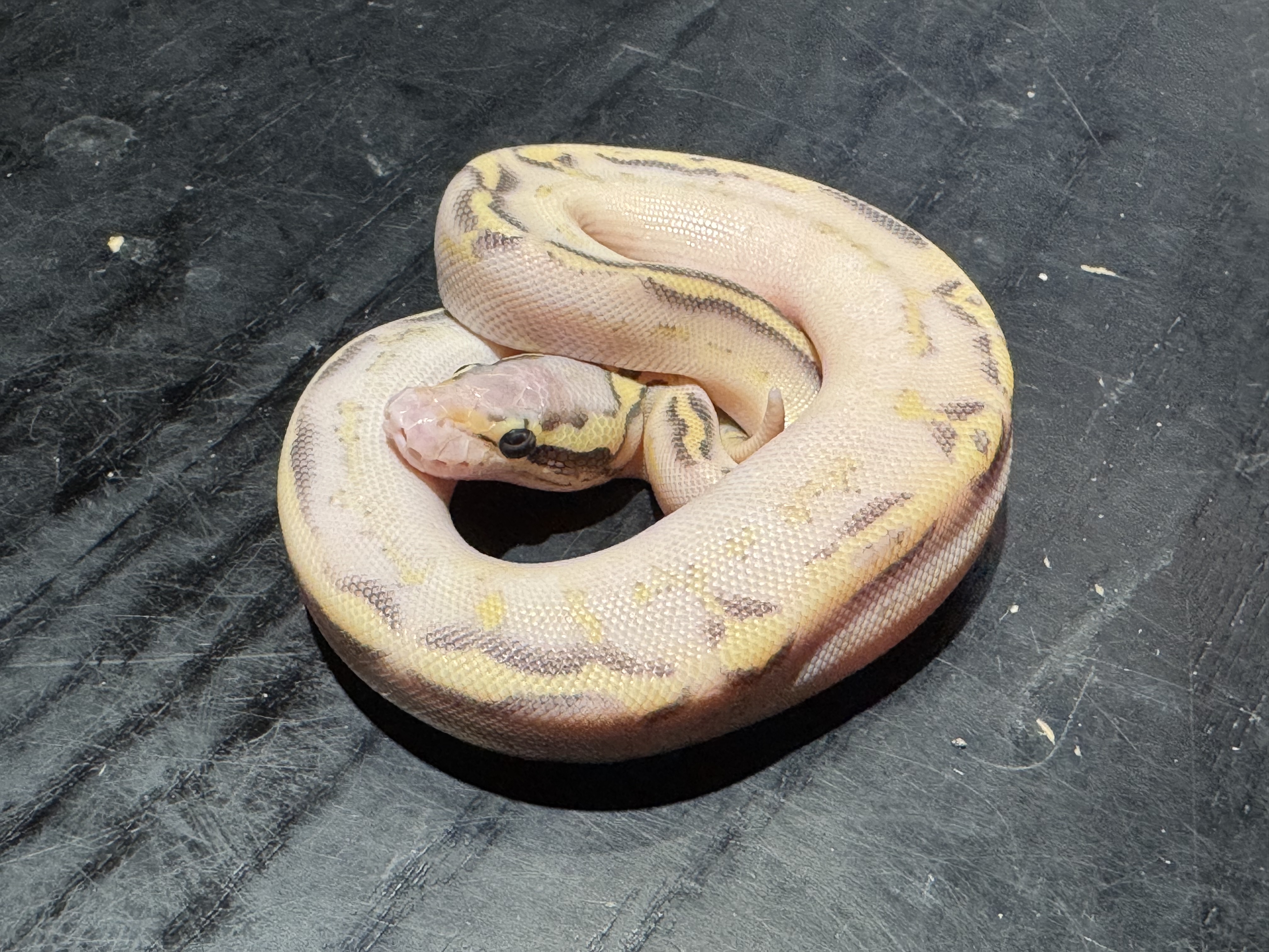 26 Pastel Freeway poss GHI Mojave 1.0