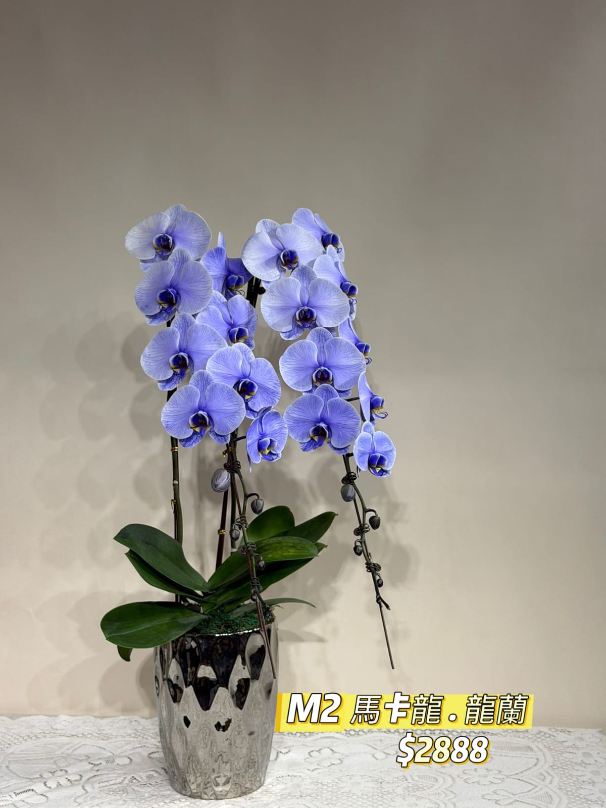 M2 馬卡龍龍蘭｜雙枝冰藍夢幻款