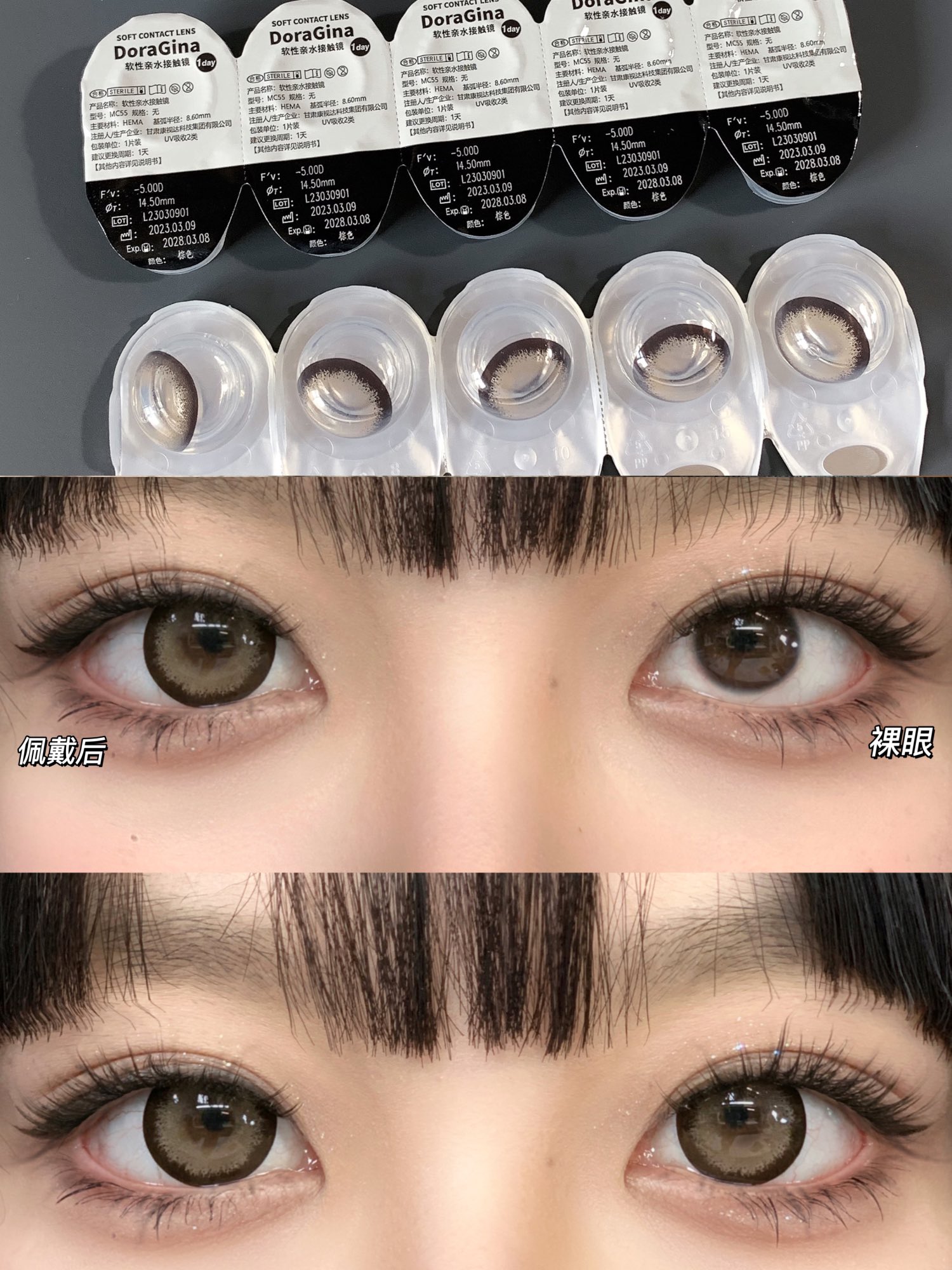 Doragina 日拋 奶乖泰迪