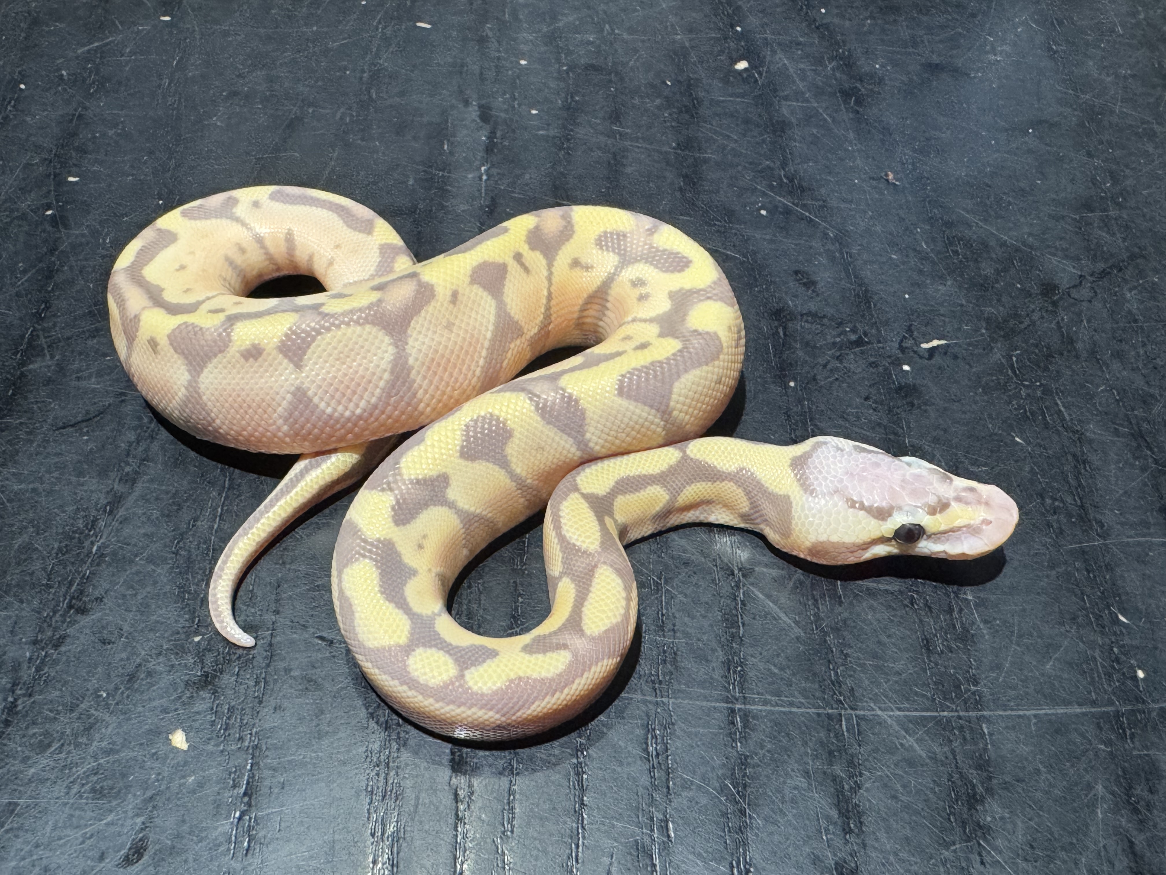 26 Pastel Banana het Clown 1.0