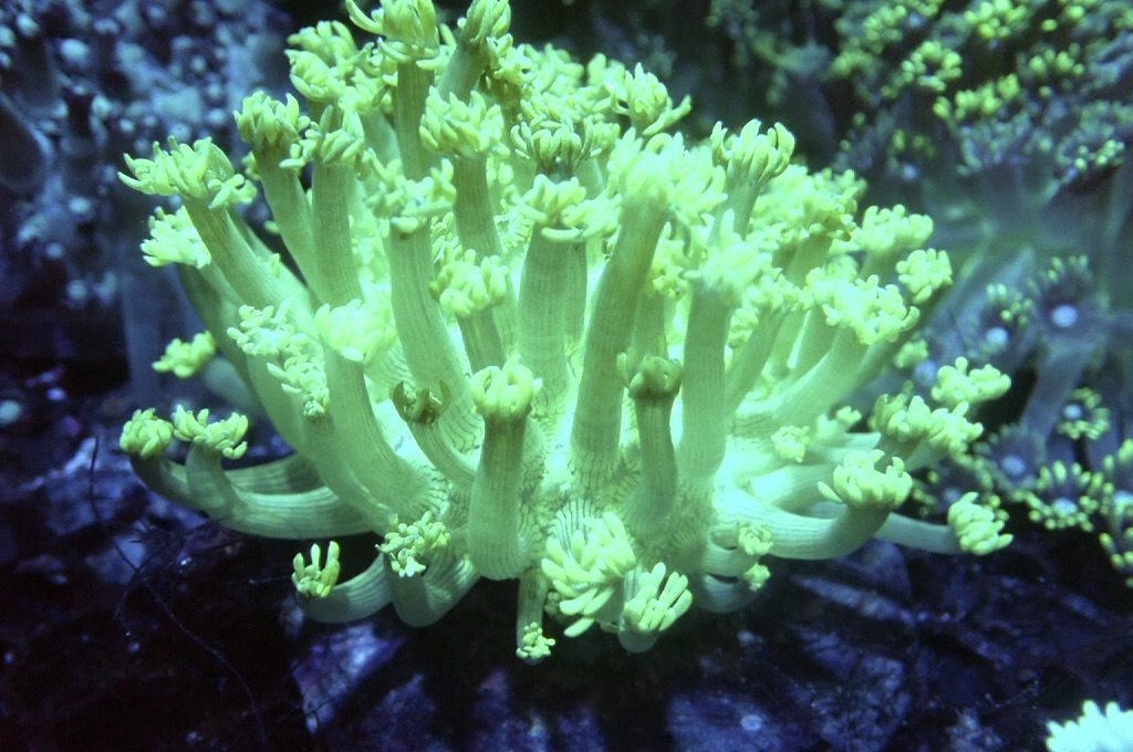 GF3 寶石花 （開大約4.5吋）