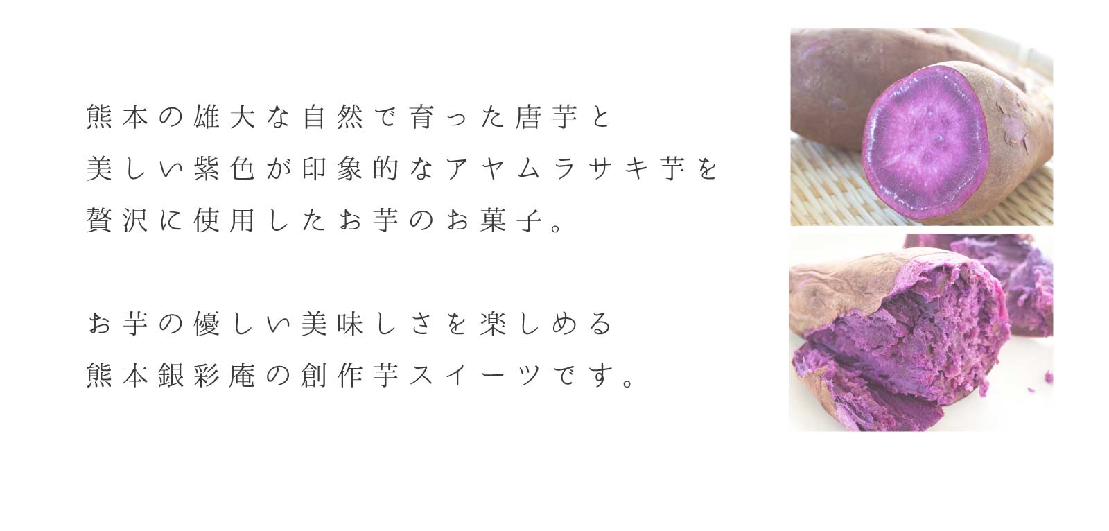 日本直送 熊本銀齋庵紫苑5入/10入