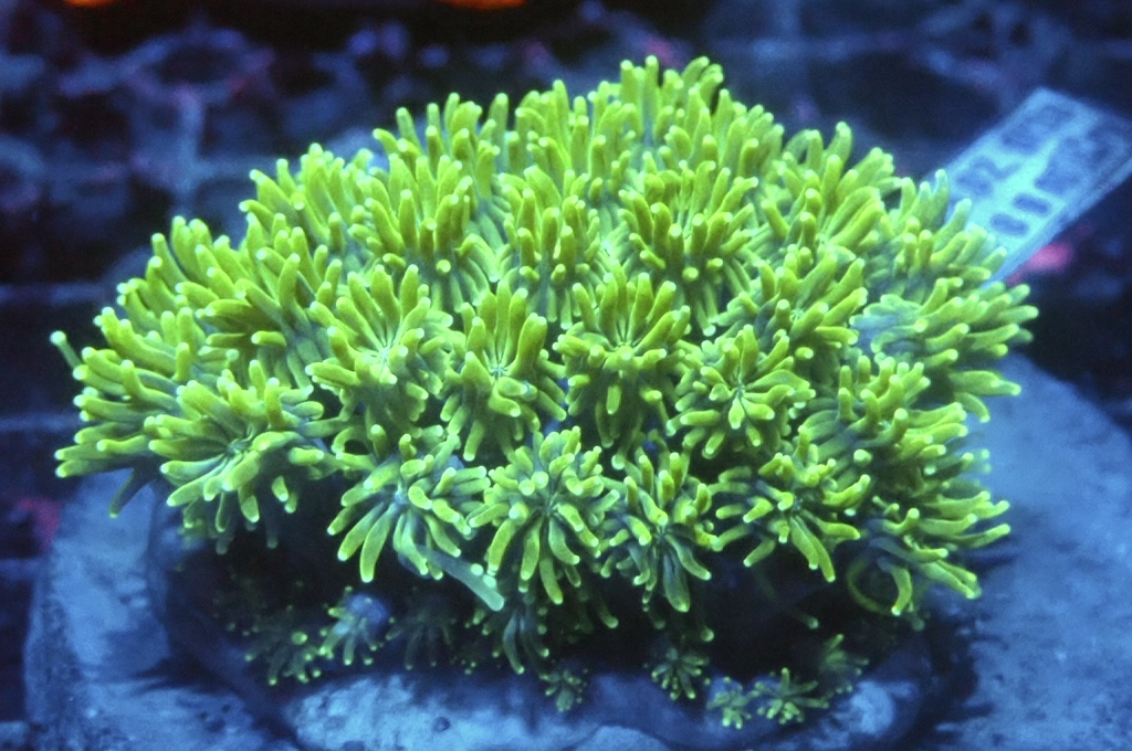 Star 1 滿天星（大約2.5吋）