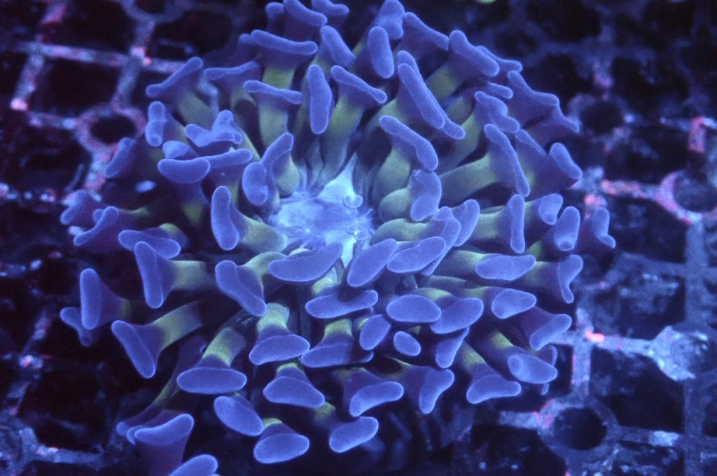 H6 豬腰  （開大約2.5吋）