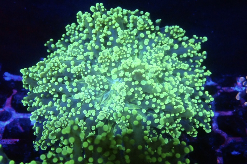 F8 啫喱 （開大約4.5吋）