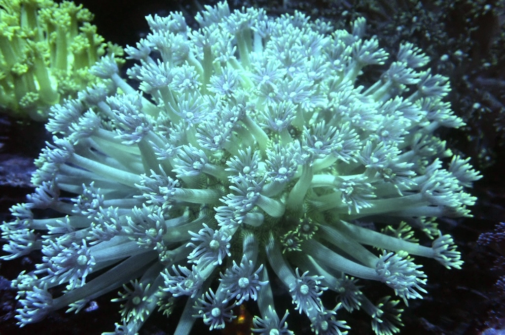 GF2  寶石花（開大約5.5吋）