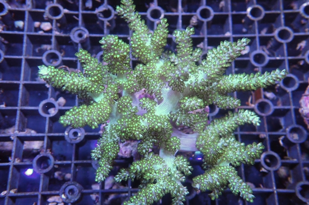 Tree 7 綠樹（開大約4.5吋）