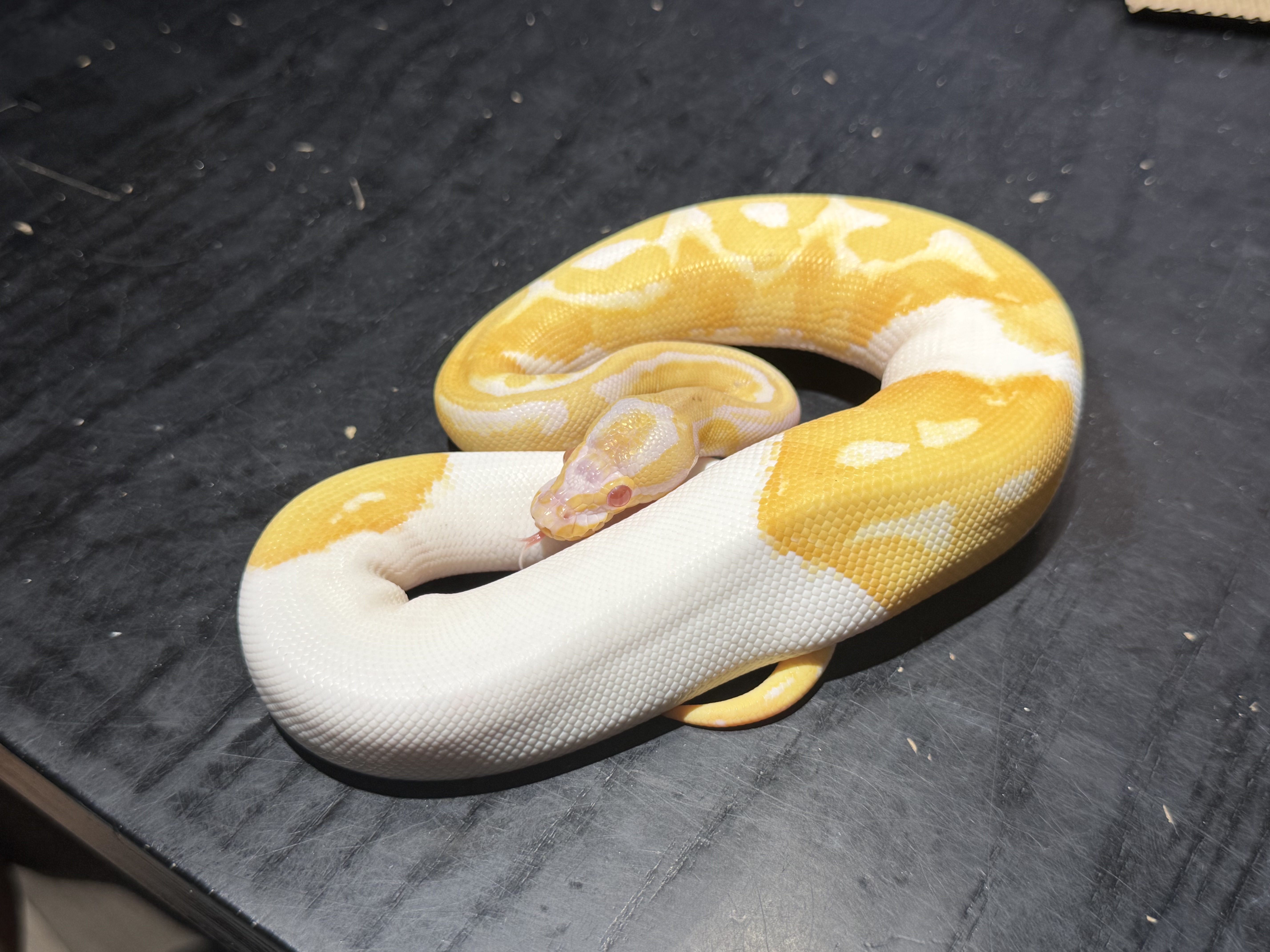 25 Albino Pied 1.0