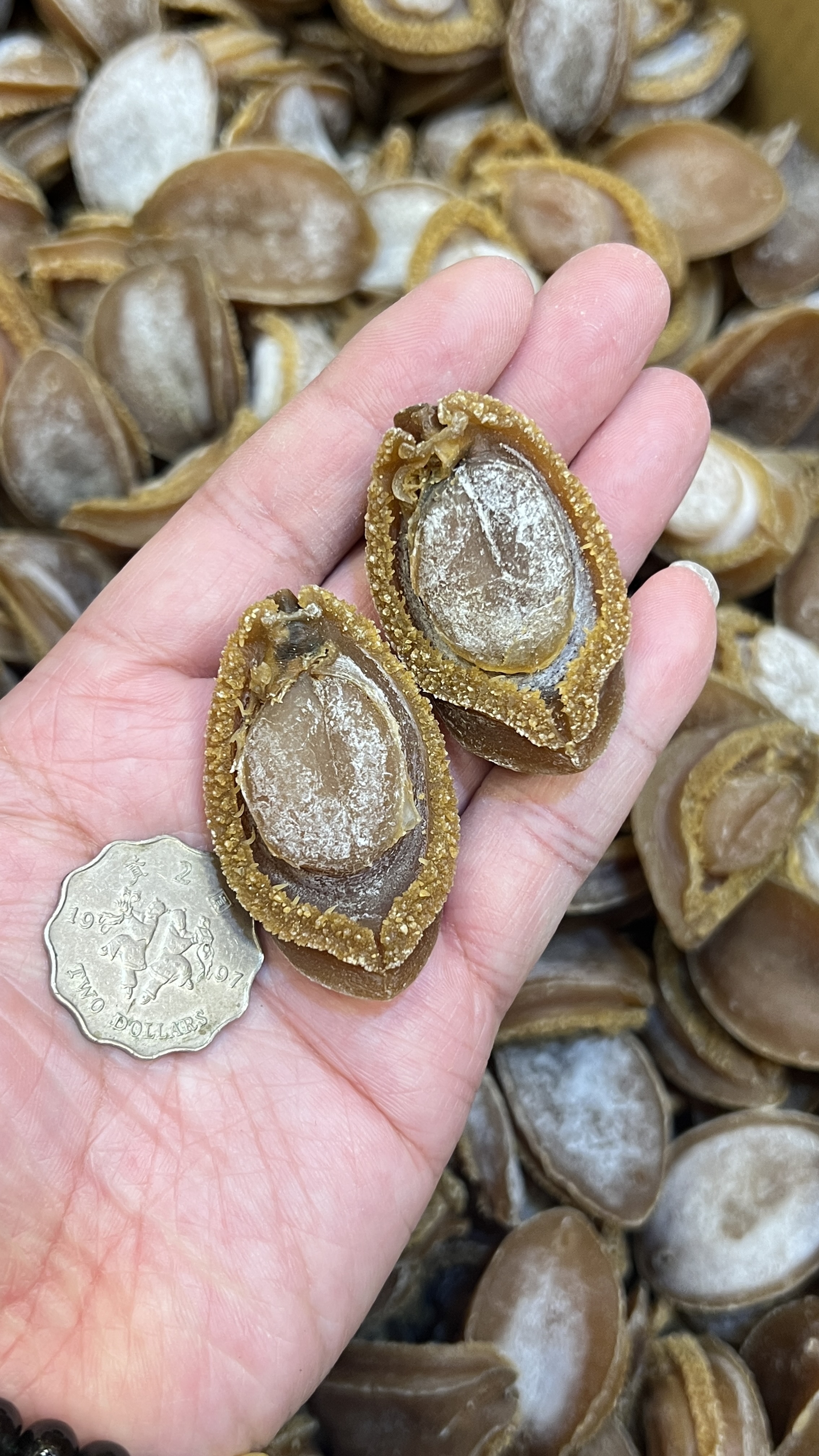 南非吉品鮑魚40至45隻