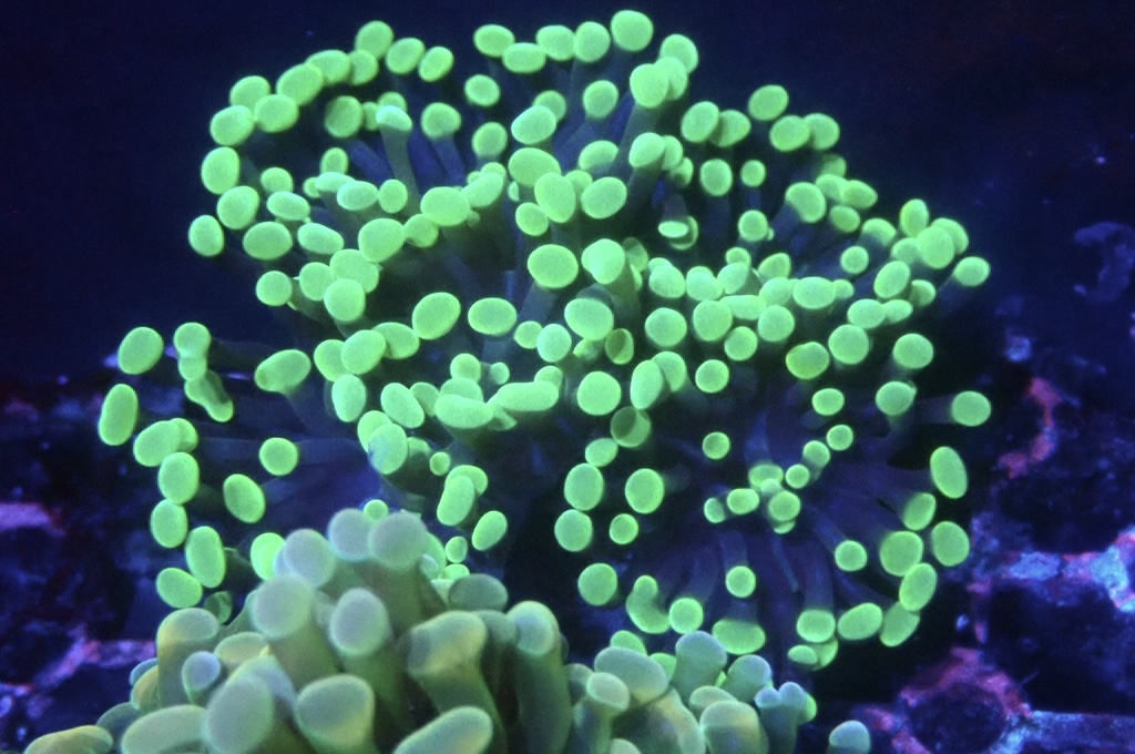 H24 豬腰  （開大約3.5吋）