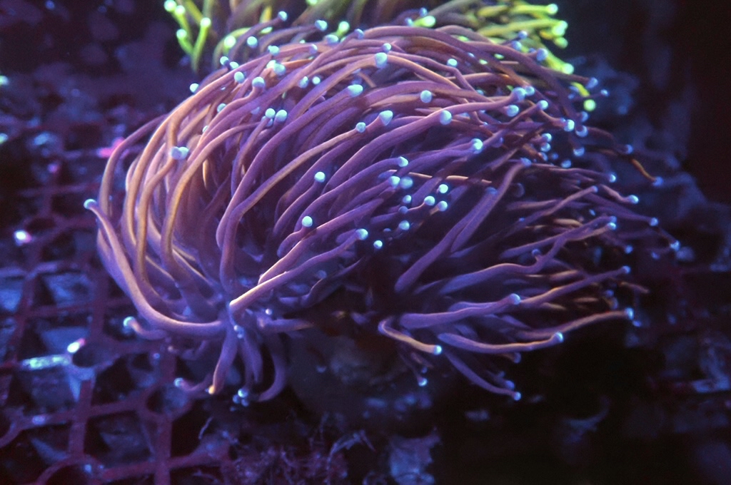 T4 金火柴（開大約2.5吋）