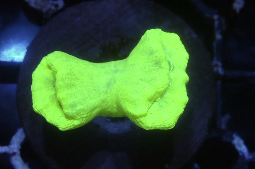 CC2 螢光綠分支腦（Frag座3.5cm)