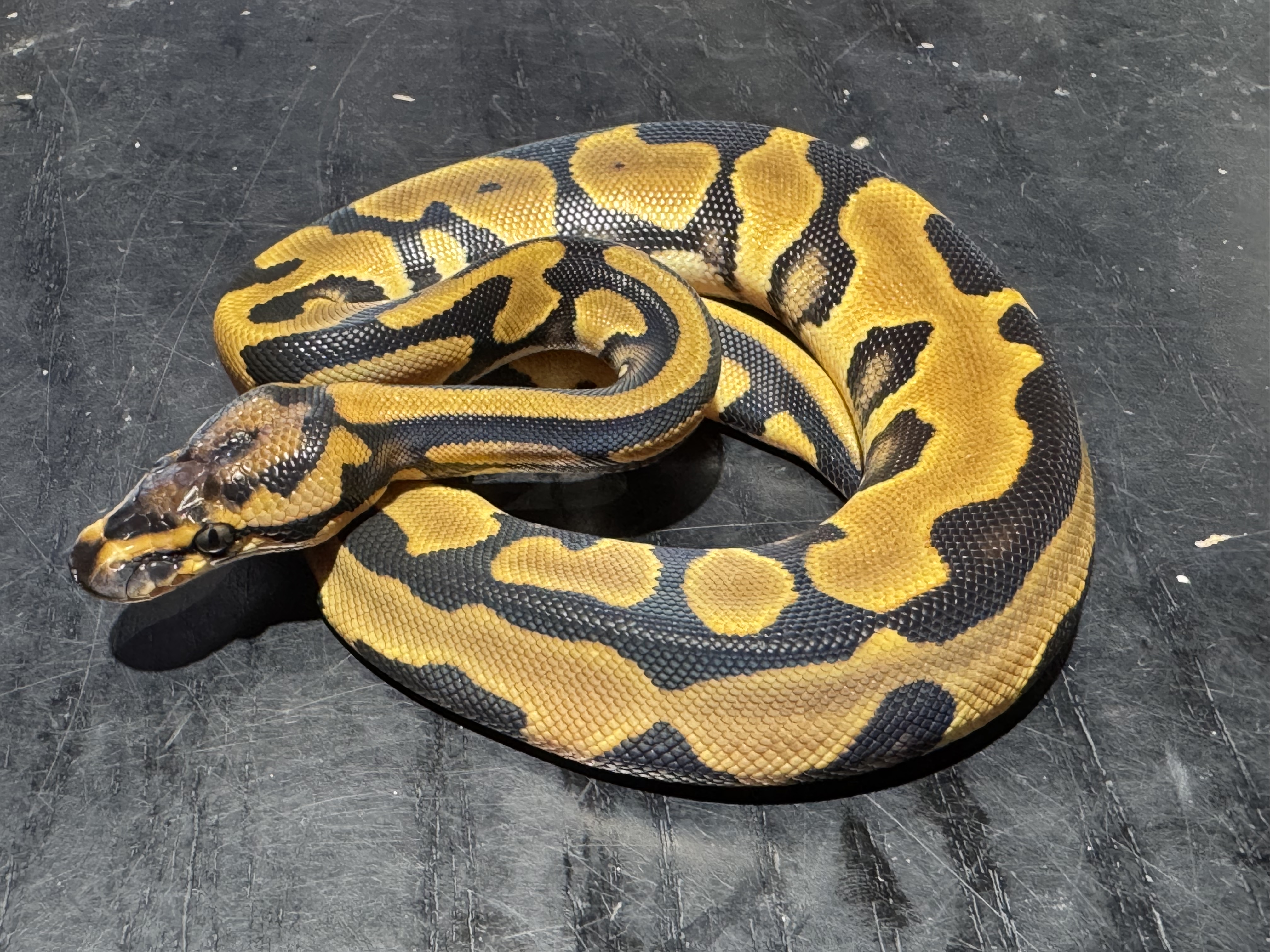 26 Orange Dream Leopard  0.1