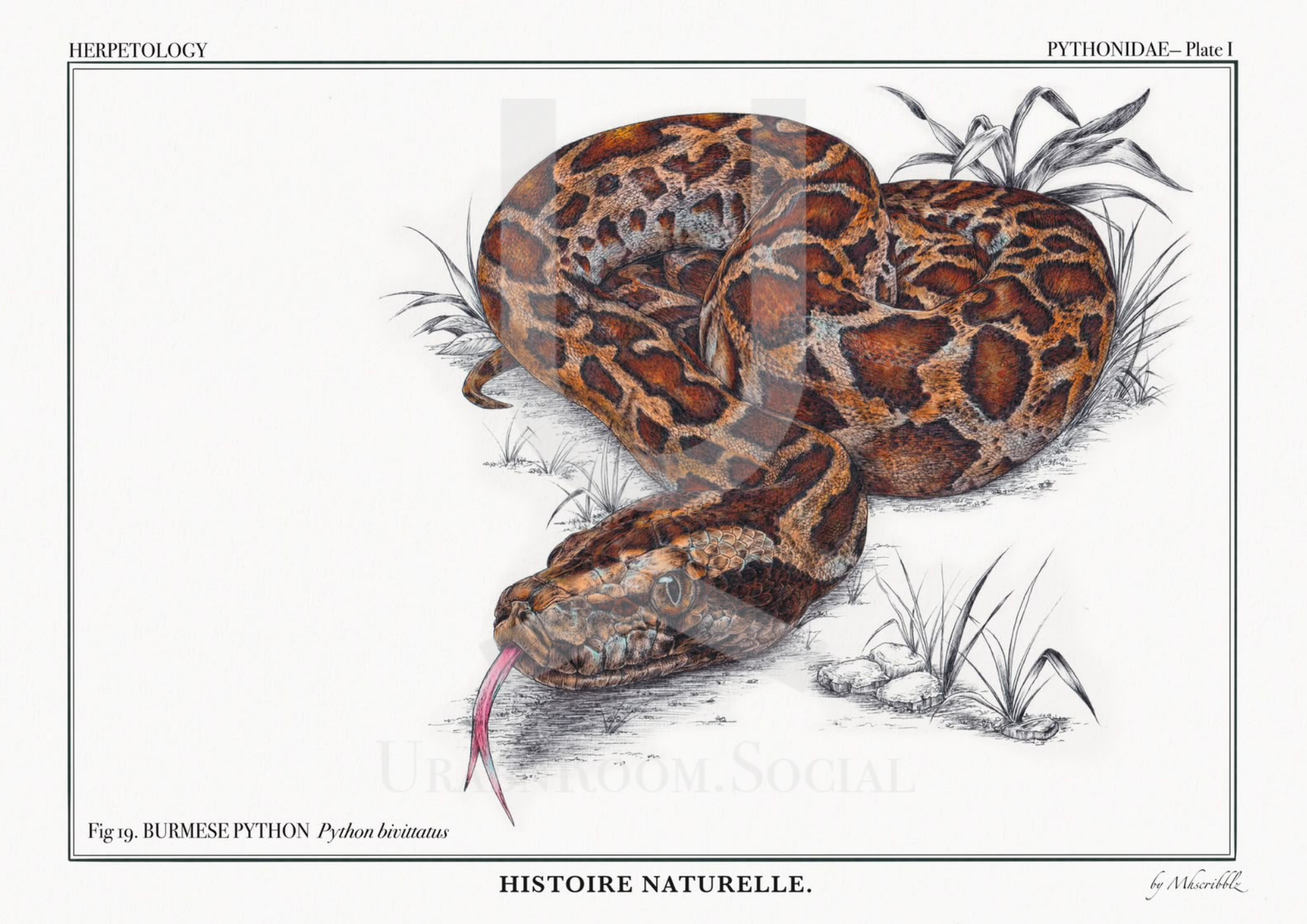 Mhscribblz - A4 ART PRINT Burmese Python
