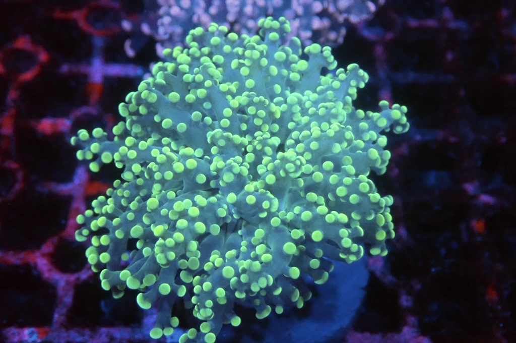 F4 啫喱（開大約2.吋）