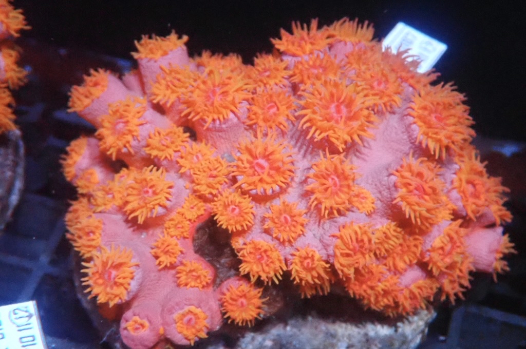 Sun 6 太陽花  （開大約3.5吋）