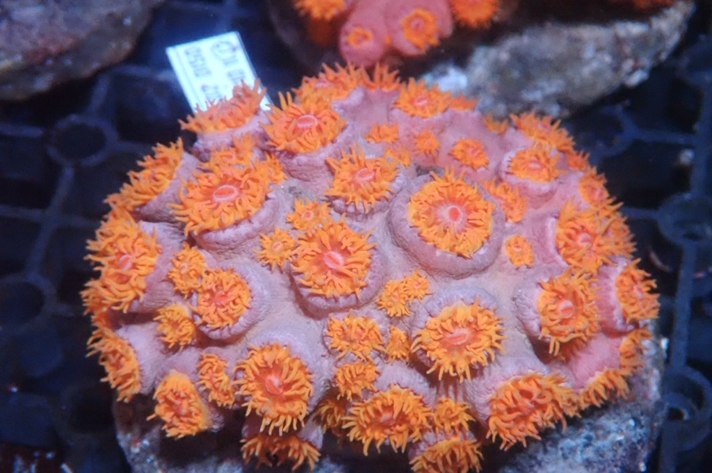 Sun 5 太陽花  （開大約3.5吋）