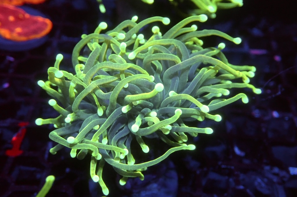 T14 火柴（開大約2.5吋）