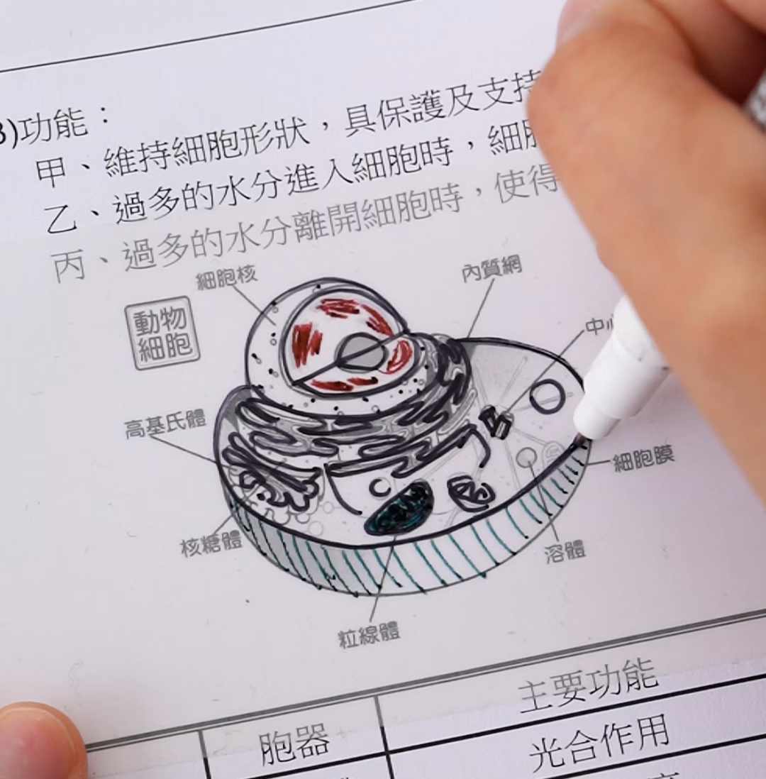 Mamayo無痕塗鴉靜電貼A4(50張/本)