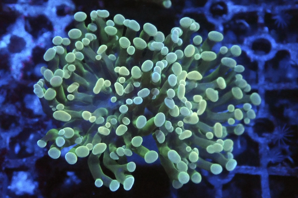 H7 豬腰（開大約2.5吋）