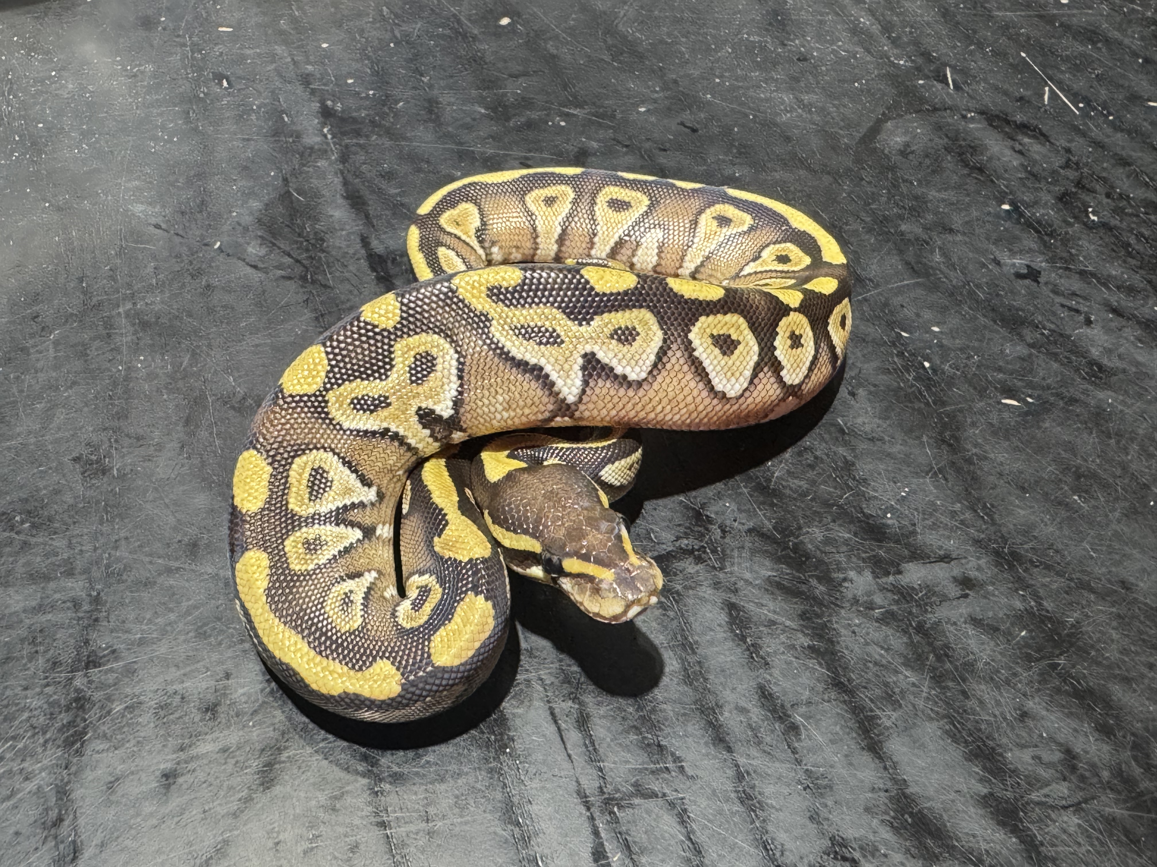 26 Mojave 0.1
