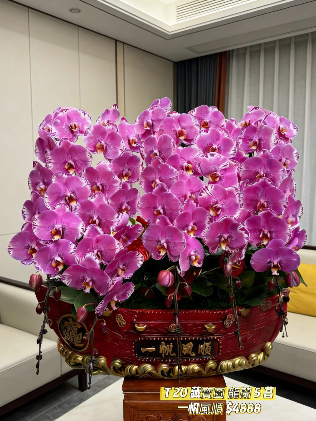 T20 藏寶圖龍蘭｜馬年頂級招財鎮宅款