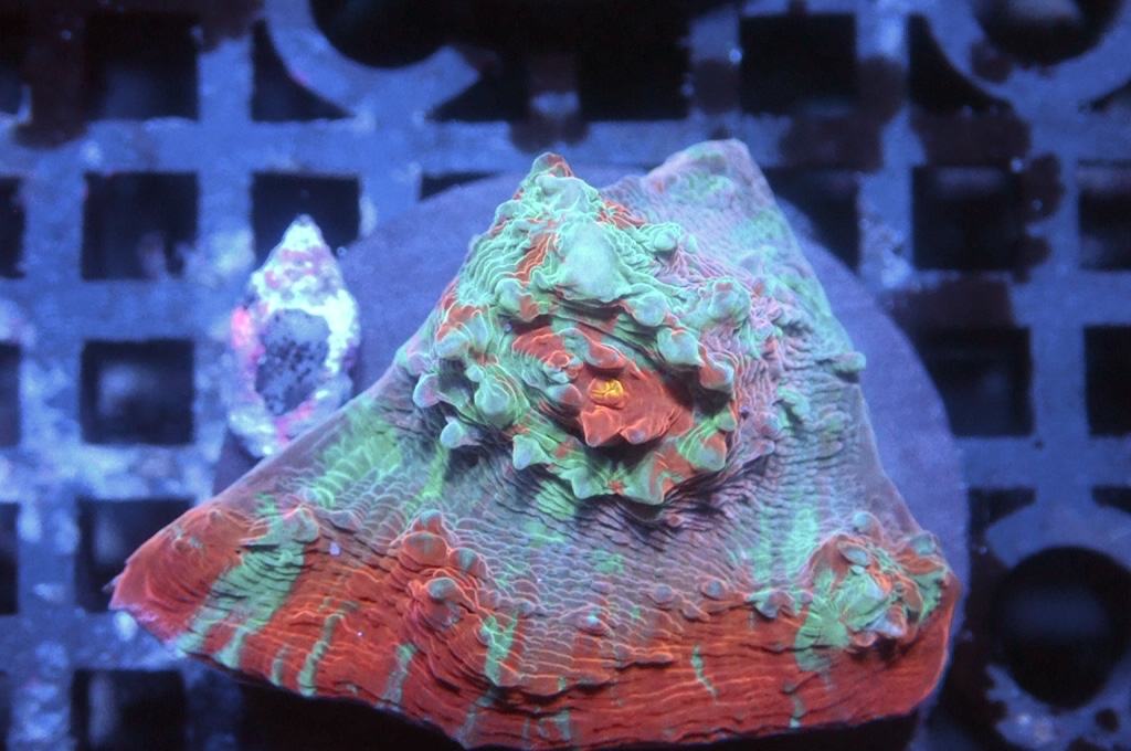 N25（開大約1.5吋）