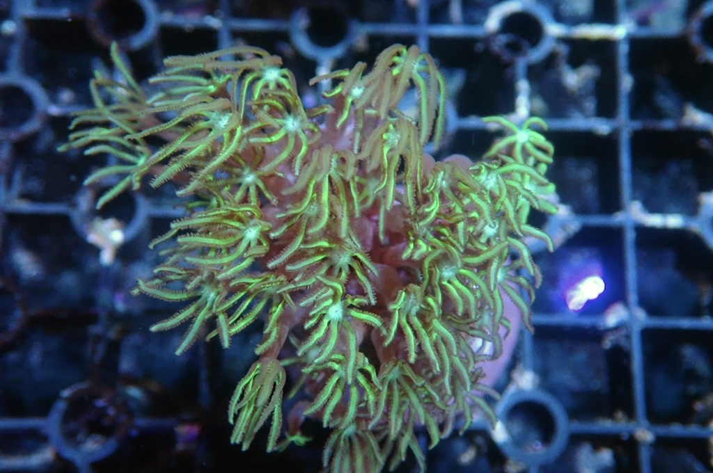 TH1 笙珊瑚 （開大約2.5吋）