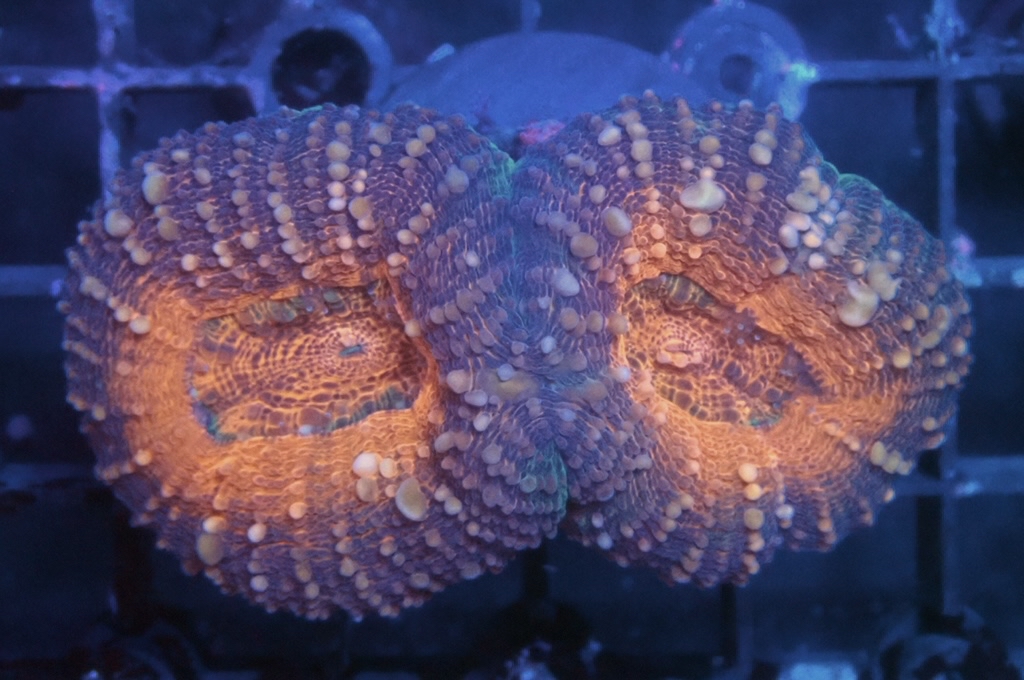 E1 分支骨針腦 （開大約2吋）