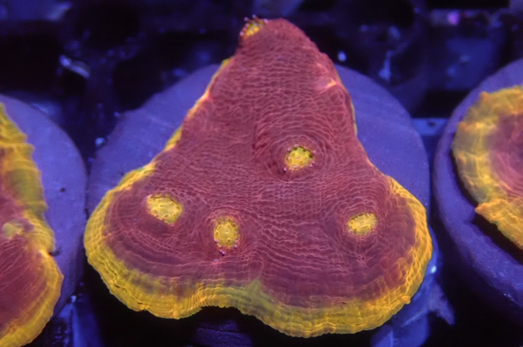 CH3 調色盤（frag座3.5cm)