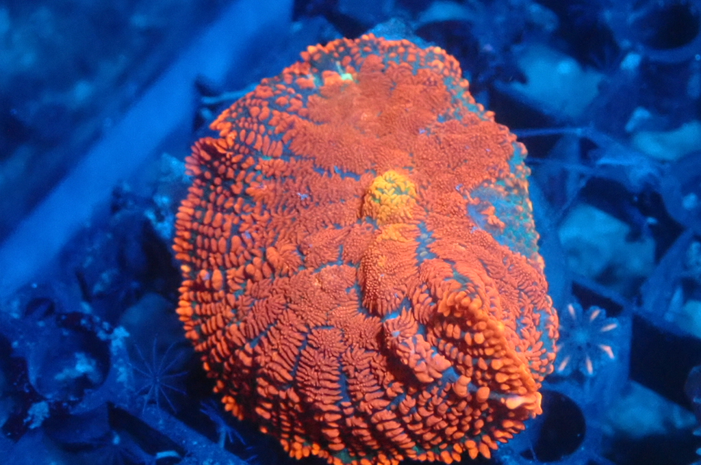 M5 菇  （frag座3.5cm）