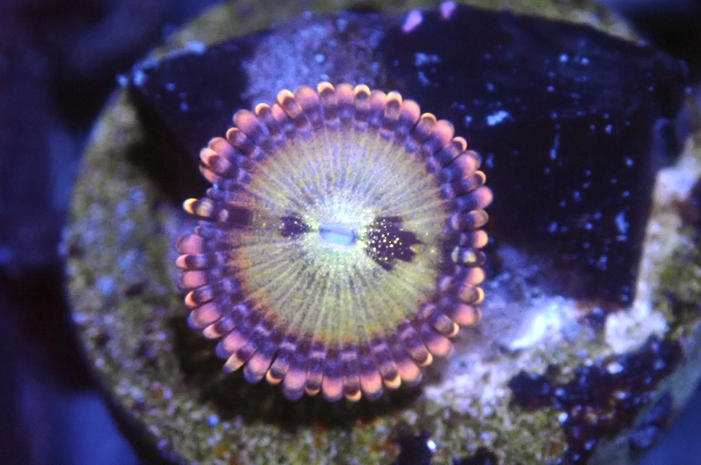 Z2 鈕扣（frag座2cm)