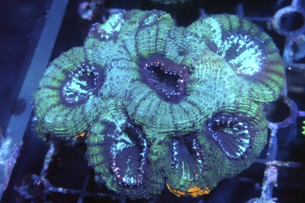 GG5 菊腦（開大約2.5吋）