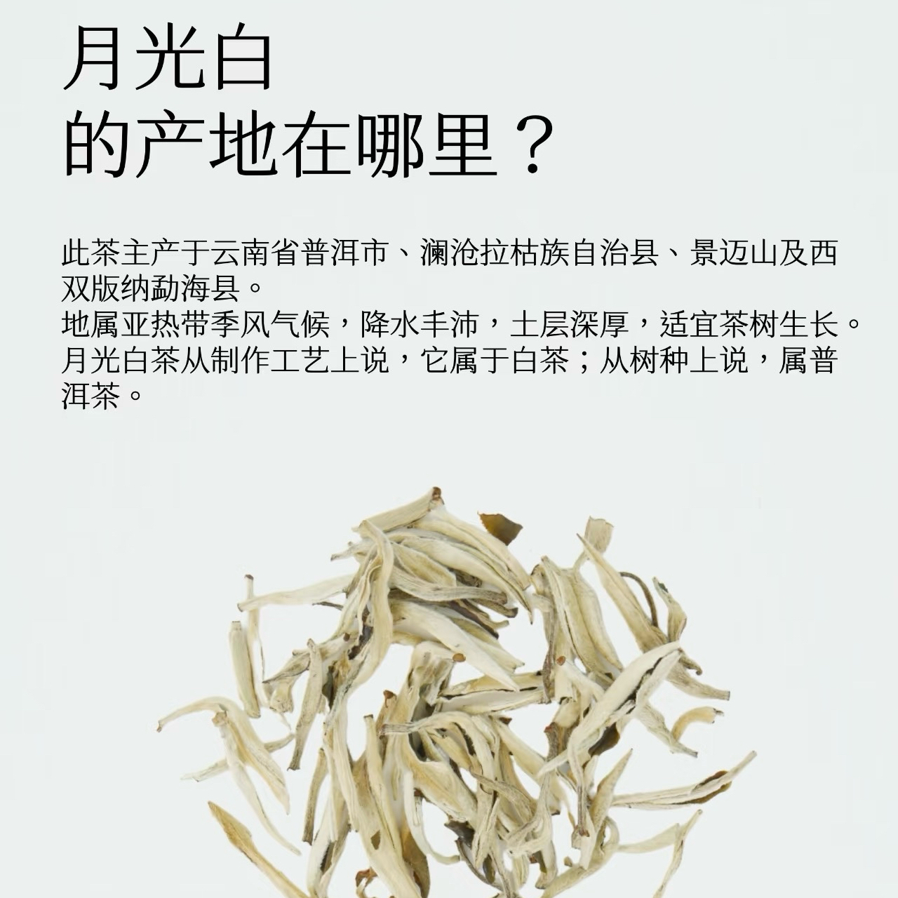 【春日茶园】五大罐古树月光白茶送礼自饮两相宜健康实用好礼推荐伴手礼爱茶人必备口粮茶健康茶叶礼盒